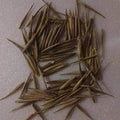 Rare Black Bamboo Seeds - 100+ Count - Exotic Fast Growing - Ideal for Planting - Phyllostachys nigra