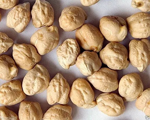 Garbanzo Bean Seeds 4 Ounce | Chickpea Seeds | Cicer arietinum