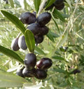 Leccino Olive Seeds - 10+ Seeds for Garden Planting - Olea europaea - Fast Shipping USA