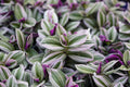 Pink Wandering Jew Cuttings 6'' Tradescantia Nanouk Indoor Houseplant