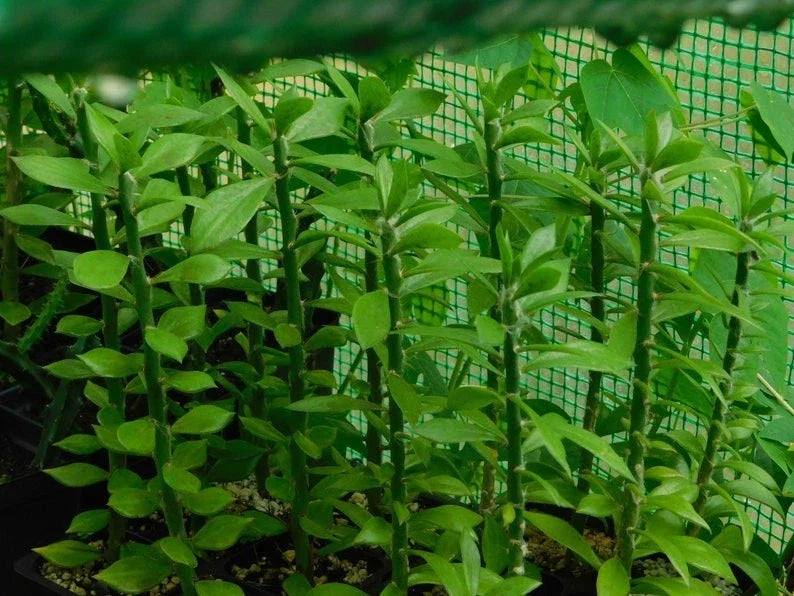 Pereskiopsis spathulata Grafting Stock Cactus Cuttings - 5 Pack, 4" - Ideal for Grafting and Propagation
