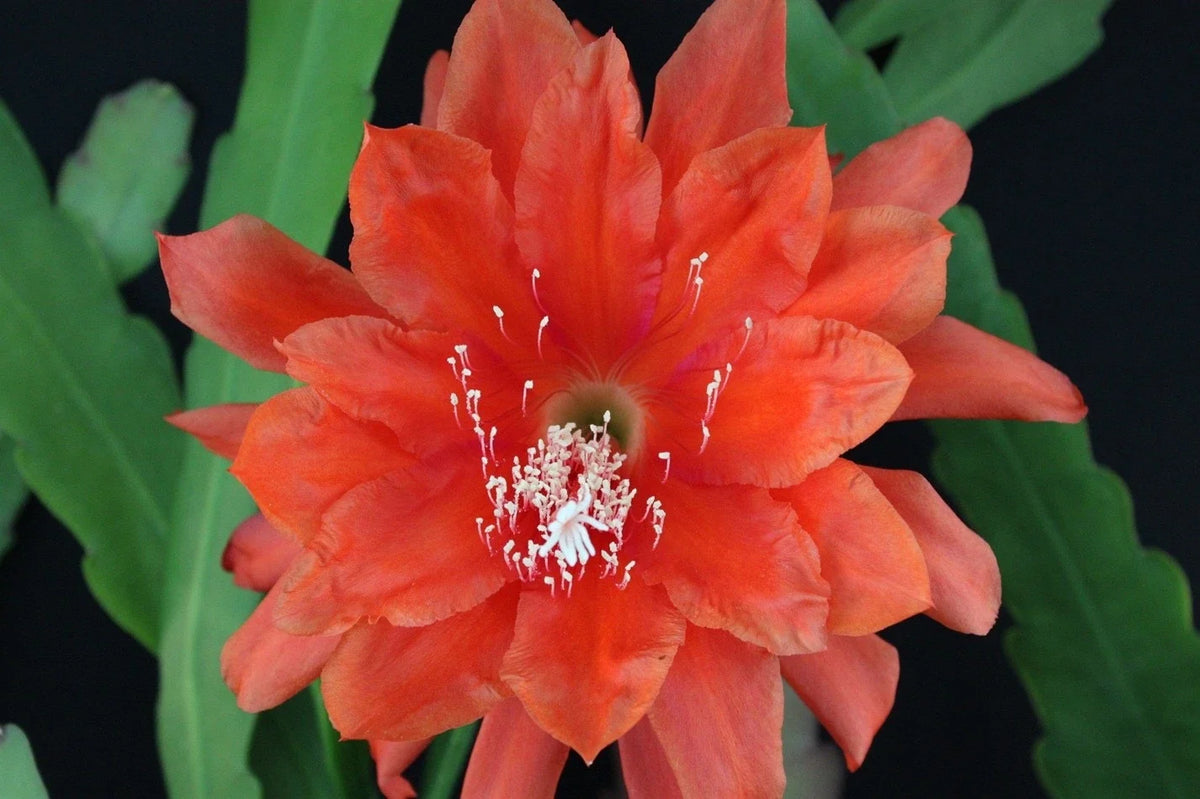 Epiphyllum Cuttings, "All That Jazz," Orchid Cactus, Don's Cuttings, Rare Succulent Variety