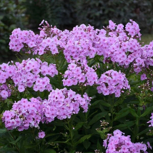 Uptown Girl Phlox Seeds - 100+ Count - Garden Planting - Phlox paniculata - USA