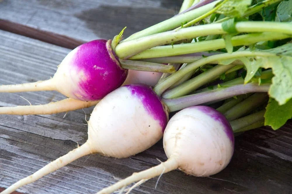 Purple Top Turnip Seeds - 500+ Seeds for Planting - Brassica rapa - Excellent Cover Crop