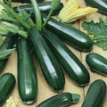 Premium Black Beauty Zucchini Seeds - Organic Fresh Seeds for Vegetable Garden - Cucurbita pepo