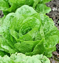 Organic Paris Island Cos Romain Lettuce Seeds - 600+ Seeds for Spring & Fall Garden Container - Heirloom Variety
