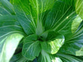 Feng Qing Choi Seeds - Chinese Green Variety - Heat Tolerant Brassica rapa