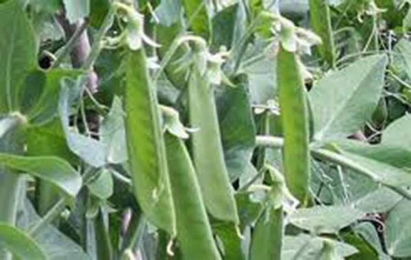 Lincoln Pea Seeds, Heirloom Non-GMO, 20+ Seeds for Perfect Peas, Pisum sativum