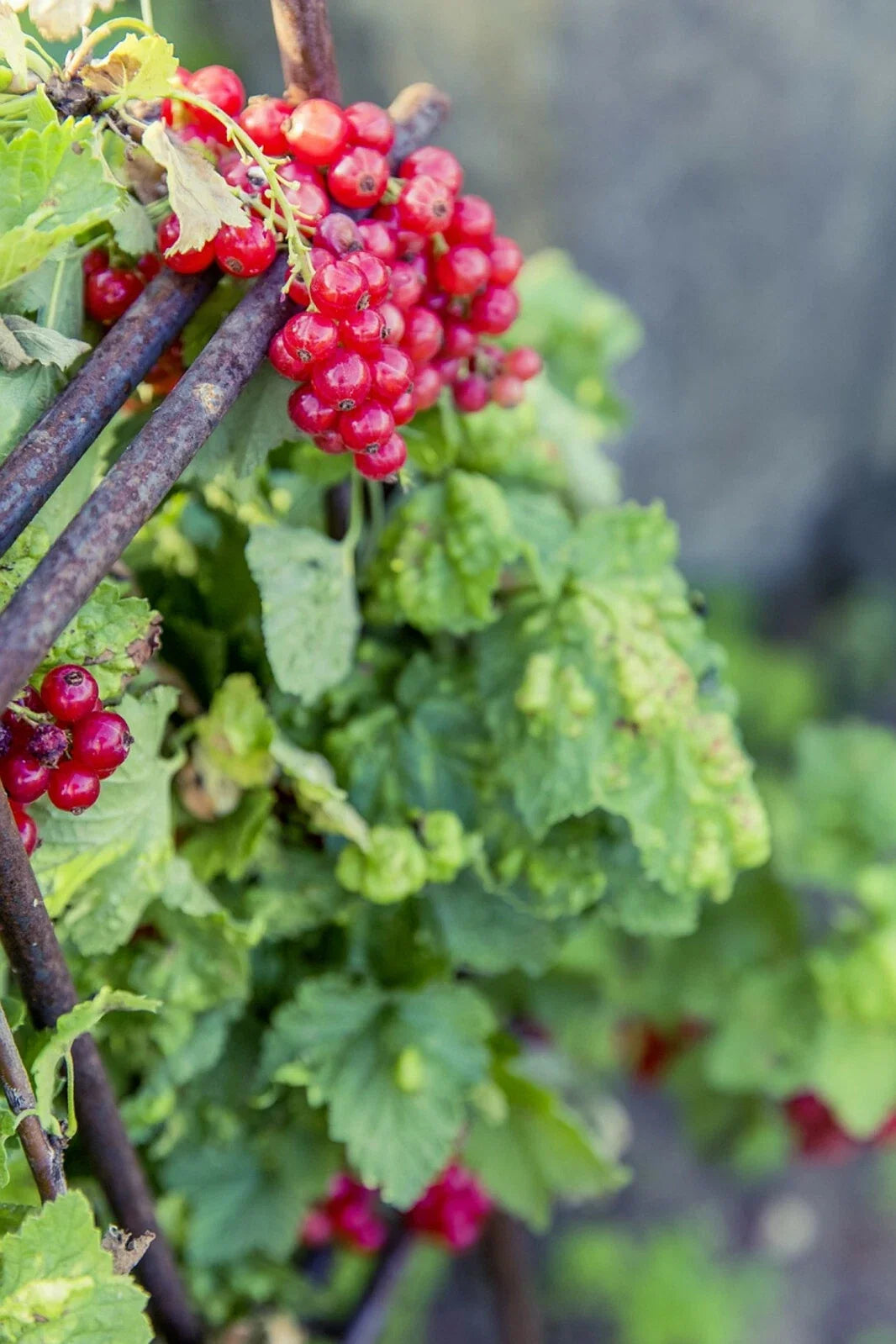 Red Wax Currant Plant - 60 Seeds Edible Heirloom Fruit Flower Bush - Ribes Cereum