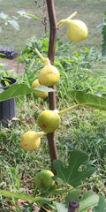 White Madeira Fig Tree - 1 Live Plant / 1 Gallon - Ficus carica