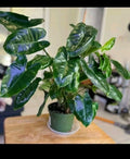 Philodendron Cuttings - 3 Burle Marx Varieties - Ideal for Propagation - Philodendron 'Burle Marx'