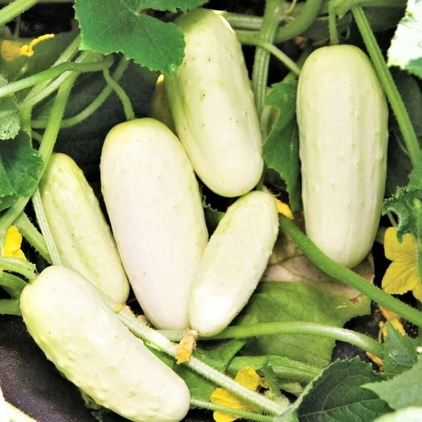 White Wonder Cucumber Seeds | Albino Ivory King Pickling Cucumbers | Fresh 2025