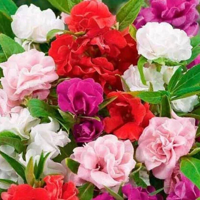 Camelia Flowered Mix Impatiens Seeds | Non-GMO | Colorful Flowering Annuals | Impatiens walleriana