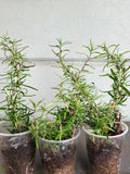 Organic Rosemary Rooted Plants Set of 3 - Strong Roots, Healthy Herb (Rosmarinus officinalis)