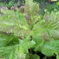 Organic Prizehead Leaf Lettuce Seeds - 200+ Fresh Seeds - Heirloom Variety for Home Gardening - Lactuca sativa