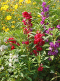 Balsam Seeds 1/4 LB Flowered Mix Touch Me Not (Impatiens Balsamina) - Non-GMO, Easy to Grow