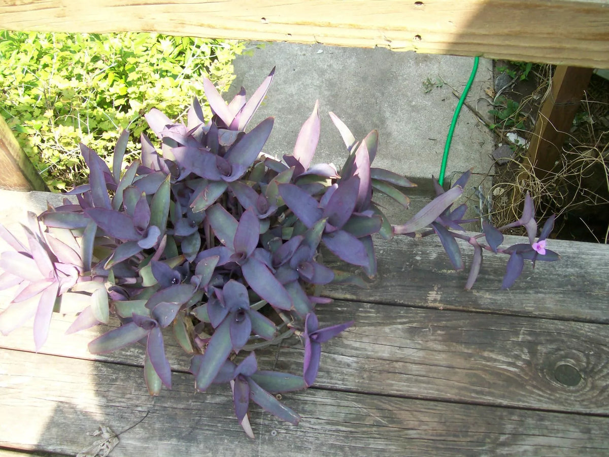 Purple Heart Wandering Jew Cuttings Set of 3 - Not Rooted Starter Plants (Tradescantia pallida) for Hanging Pots or Gardens
