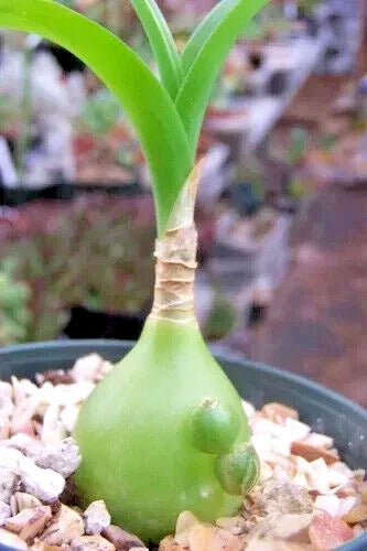 Albuca Bracteata Succulent - 3" Diameter - Unusual Variety - Unique Plant for Home Decor