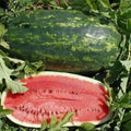 Kleckley's Sweet Watermelon Seeds - 25+ Heirloom Seeds - Large & Super Sweet - Citrullus lanatus