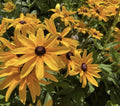 Black-Eyed Susan Seeds - 200+ Seeds - Rudbeckia hirta - Hardy Perennial Flower Seeds for Garden Planting