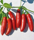 Serrano Pepper Seeds, Heirloom Non-GMO, 100 Seeds, Hot Chile Peppers, Capsicum annuum