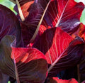 Super Red Romaine Lettuce Seeds - 500+ Non-GMO - Lactuca sativa Salad Variety