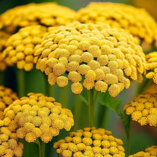 Gold Yarrow Seeds 500-10,000 Non-GMO Achillea millefolium