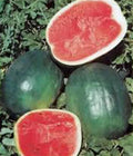 Watermelon Seeds, 100 Heirloom Black Diamond Seeds, Non-GMO Melon Variety, Citrullus lanatus