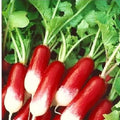 French Radish Seeds, 200+ Organic Seeds, Breakfast Variety, Raphanus sativus - Free Shipping