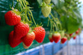 Everbearing Strawberry Seeds - 100+ Seeds - Red Strawberry Vines - Fragaria x ananassa