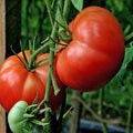 Burpee's Big Boy Tomato Seeds - 30+ Organic NON-GMO Hybrid Seeds - Solanum lycopersicum
