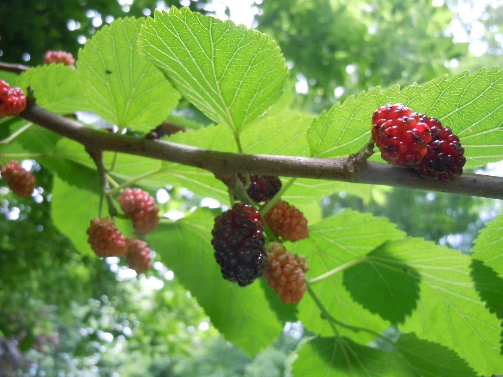 Organic Mulberry Tree Leaves for Shrimp & Caterpillar Food - Red/Black Variety, 20 Fresh Leaves