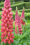 Towering Infero Lupine Seeds - 25 Perennial Flower Seeds - Lupinus polyphyllus - US Seller