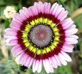 Painted Mix Daisy Seeds | Rainbow Sunflower Wildflower Daisies | 2025 Planting Season