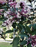 Shooting Star Clerodendrum Quadriloculare Cuttings 6-Pack, Starburst Plant, Purple-Backed Leaves, Root Easily in Water