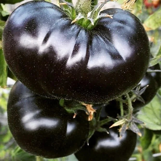 Black Sea Man Tomato Seeds - 30+ Heirloom Organic Seeds - Rare Variety - Solanum lycopersicum