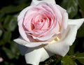 Francis Meilland Rose Cuttings 6” Fresh 3 Unrooted Cuttings Rosa 'Francis Meilland'