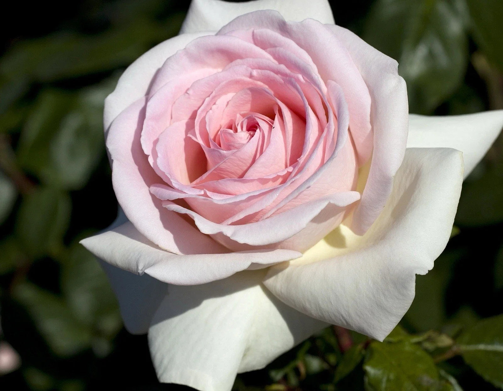 Francis Meilland Rose Cuttings 6” Fresh 3 Unrooted Cuttings Rosa 'Francis Meilland'
