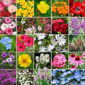 Wildflower Seed Mix 1 Lb - Partial Shade - Dirt Goddess Super Seeds (520,000 Seeds) - Native Wildflowers