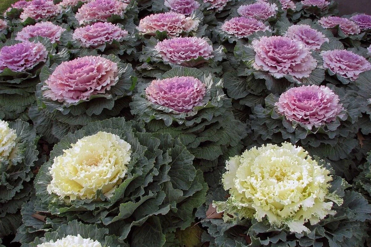 Ornamental Kale Seeds Non-GMO - Colorful Varieties for Gardening - Brassica oleracea