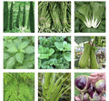 Asian Vegetable Seeds Bundle - 20 Packets for Home Gardening - Grow Your Own Food