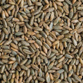 Rye Berries 25 Pounds - High Fiber, High Iron - CZ Grain Signature Rye (Secale cereale)
