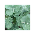 Kale Seeds - Premier Non-GMO Heirloom, Early Hanover Variety, Fast Shipping - Brassica oleracea