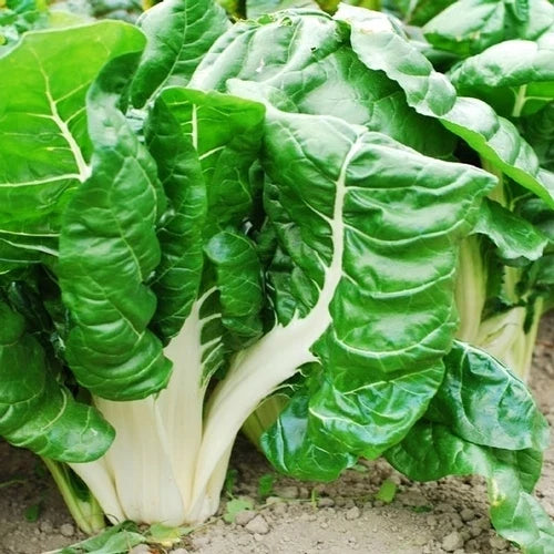 Swiss Chard Seed - Fordhook Giant Variety - Non-GMO Fresh Seed - Beta vulgaris subsp. cicla