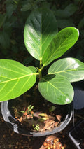 Audrey Fig 12” Tall Ornamental Fig - Ficus benghalensis - Ship Bare Root