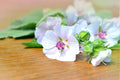 Marshmallow Seeds - 100 Seeds - Althaea Officinalis - Marsh Mallow Garden Herb