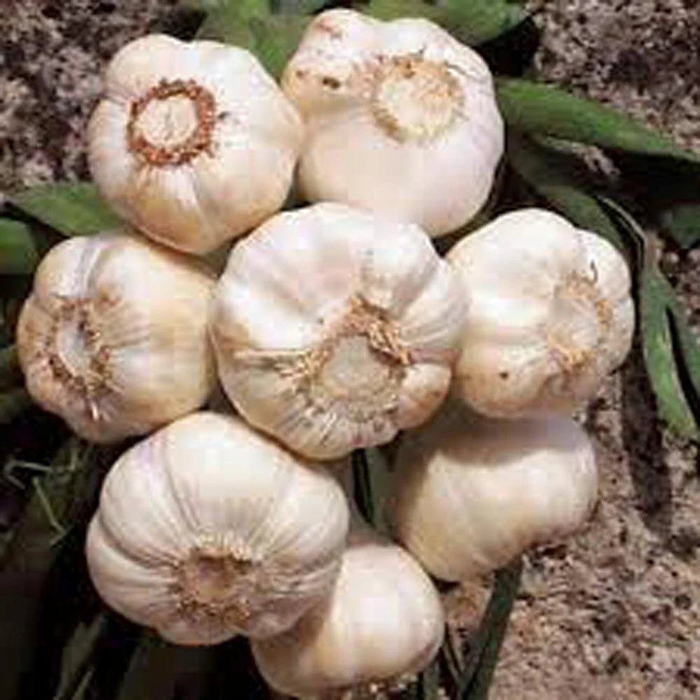 Fresh California Softneck Garlic Bulbs - 2 Count, Allium sativum for Planting & Growing
