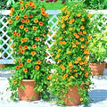Black Eyed Susan Vine Seeds - 50+ Flower Seeds for Garden, Patio, Container - Thunbergia alata