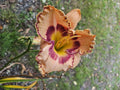 Daylily Plant - Rainbow Rhythm (King of Ages) - Hemerocallis - Colorful Perennial for Garden Landscapes
