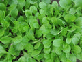 Corn Salad Seeds - 750+ Fresh Dutch Seeds - Valerianella locusta - Heirloom Herb for Salad Gardens